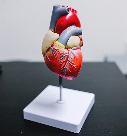Modell eines Herzes